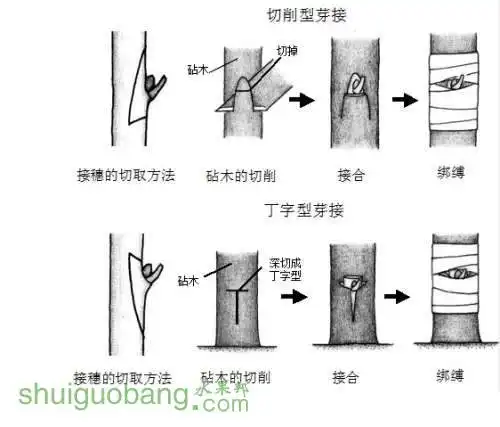 嫁接方式-1.jpg