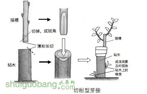 嫁接方式-2.jpg