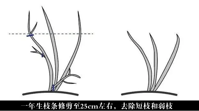 干货｜蓝莓栽培技术分享