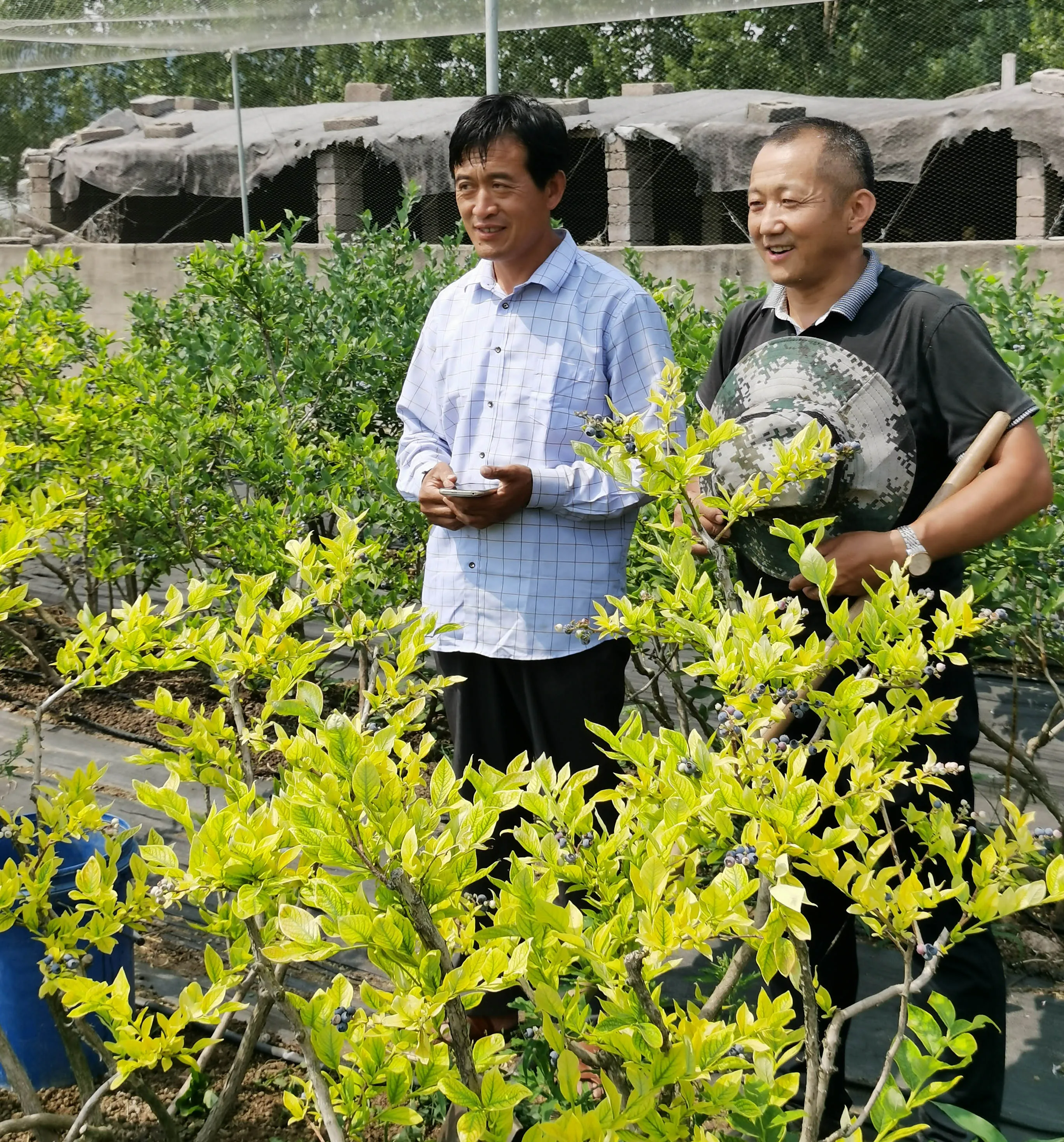 只有找对导致蓝莓黄叶的原因才能彻底防治