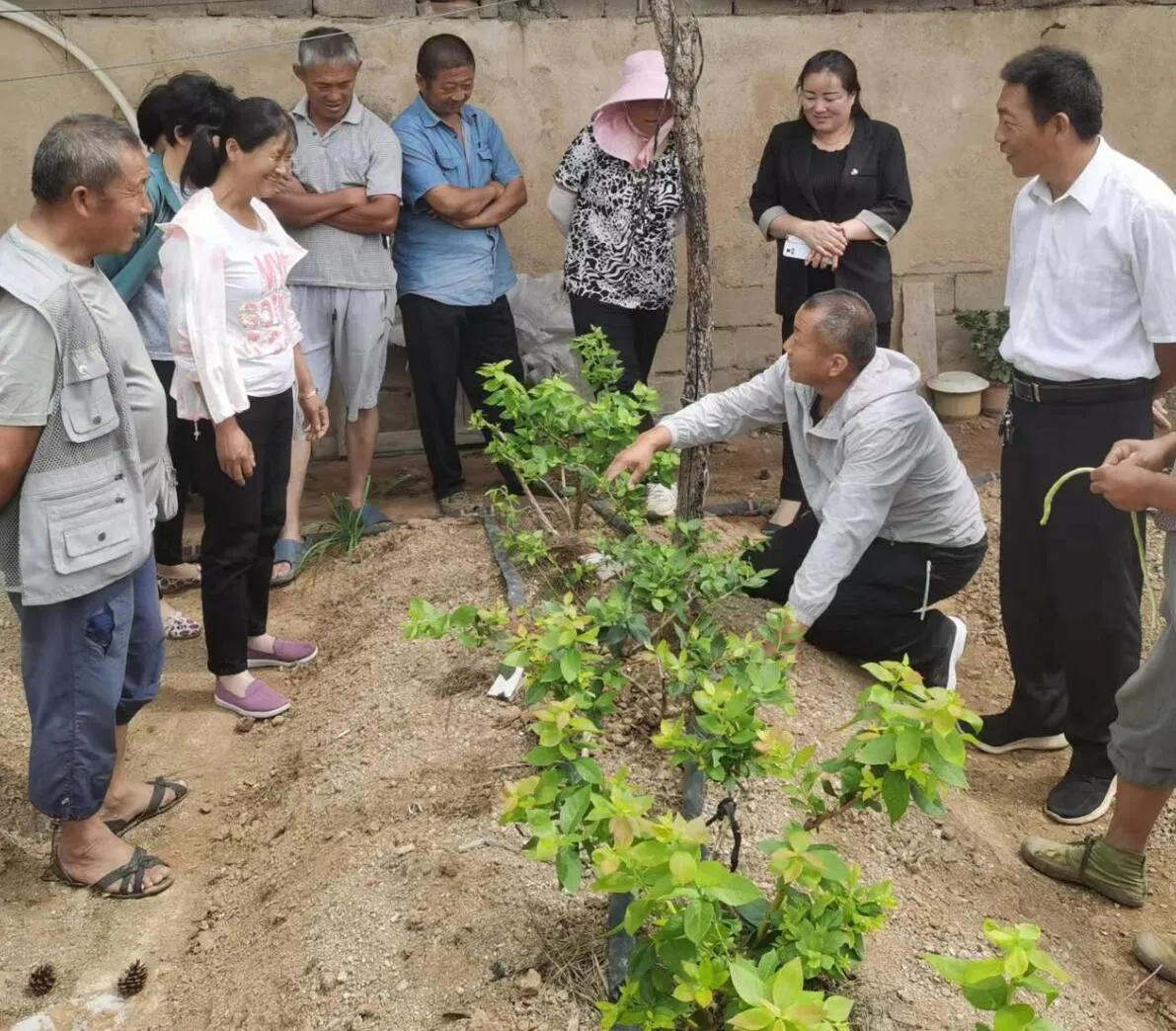 蓝莓黄叶怎么解决？告诉你几个技巧