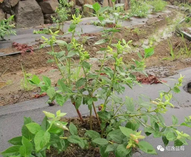 蓝莓修剪周年管理