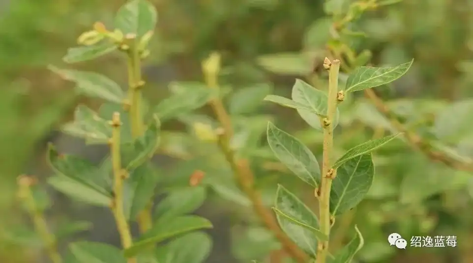 蓝莓修剪周年管理