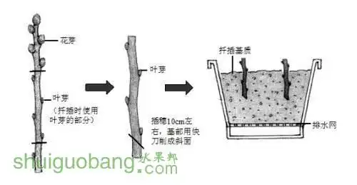 硬枝扦插（冬天枝条）.jpg