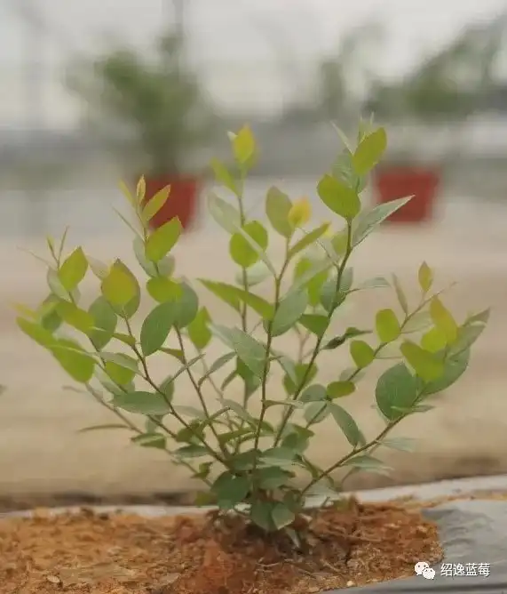 蓝莓修剪周年管理