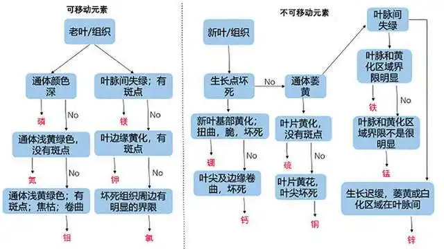 设施基质蓝莓缺素的表现