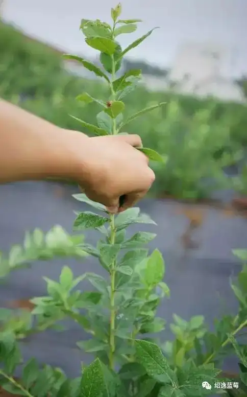 蓝莓修剪周年管理