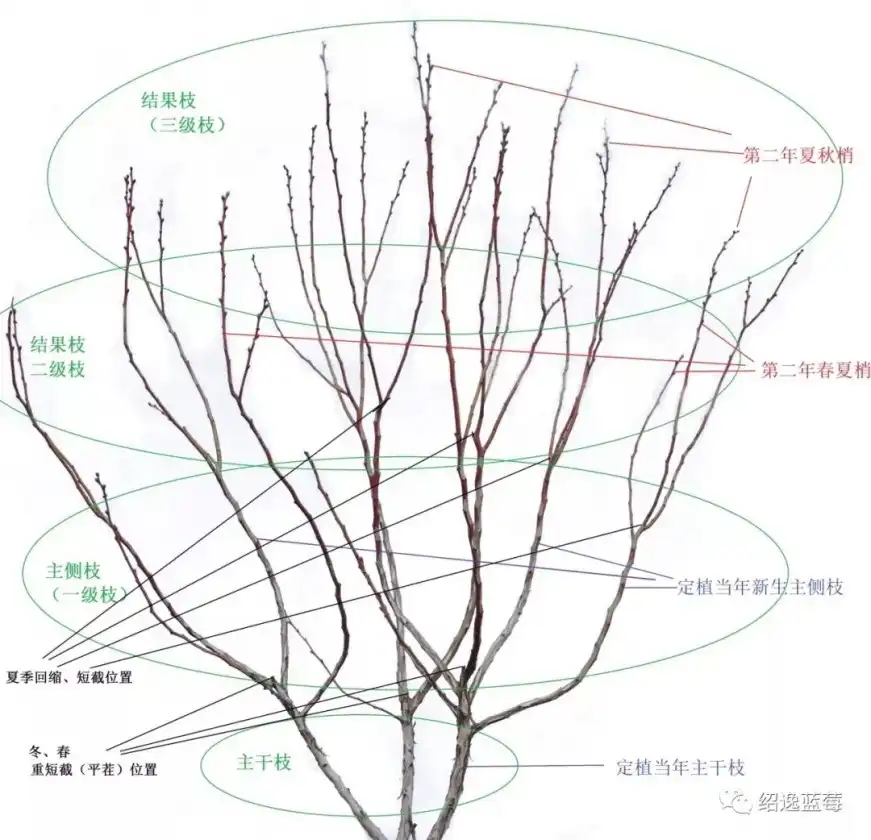 蓝莓修剪周年管理